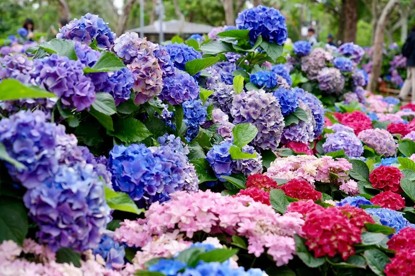 台北市區免費賞花「2025大安森公園繡球花季」，2000株繡