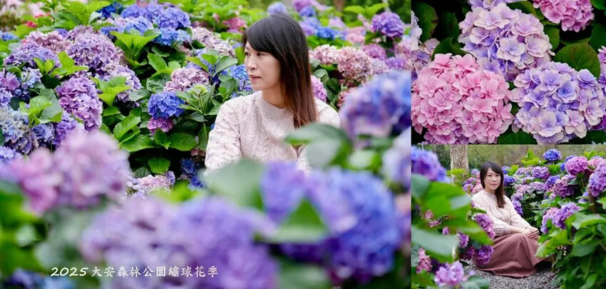 台北市區免費賞花「2025大安森公園繡球花季」，2000株繡