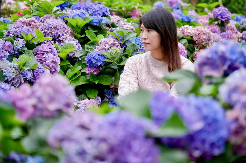 台北市區免費賞花「2025大安森公園繡球花季」，2000株繡