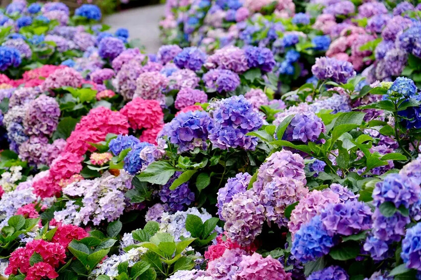 台北市區免費賞花「2025大安森公園繡球花季」，2000株繡