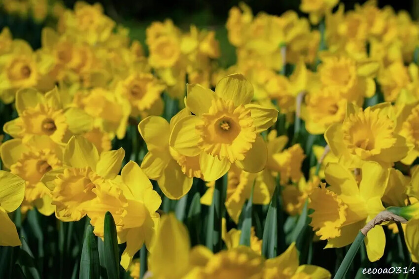 陽明山賞花，「湖山綠地」9000株水仙花齊綻放，浪漫金黃色花