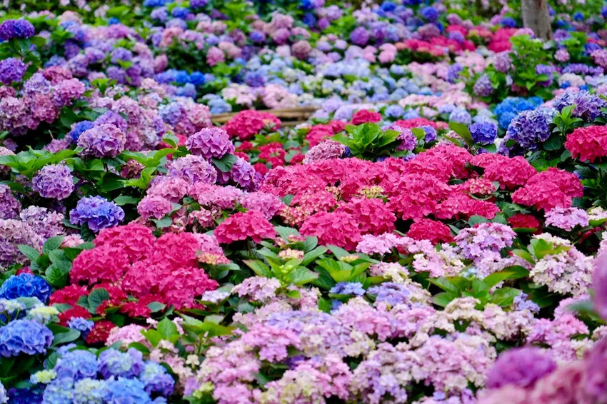 台北市區免費賞花「2025大安森公園繡球花季」，2000株繡