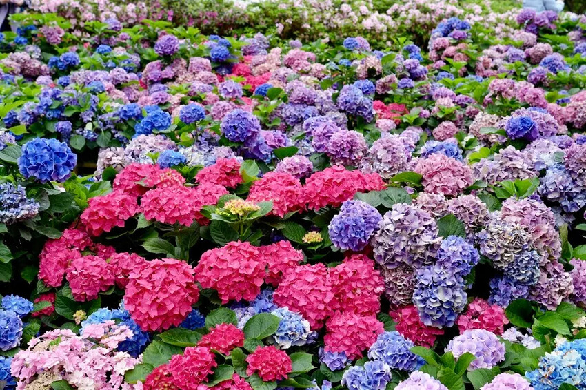 台北市區免費賞花「2025大安森公園繡球花季」，2000株繡