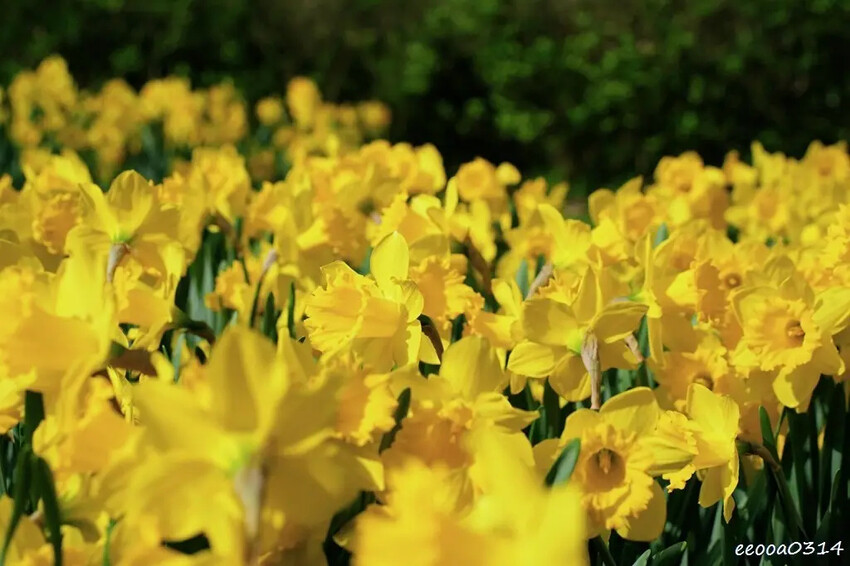 陽明山賞花，「湖山綠地」9000株水仙花齊綻放，浪漫金黃色花