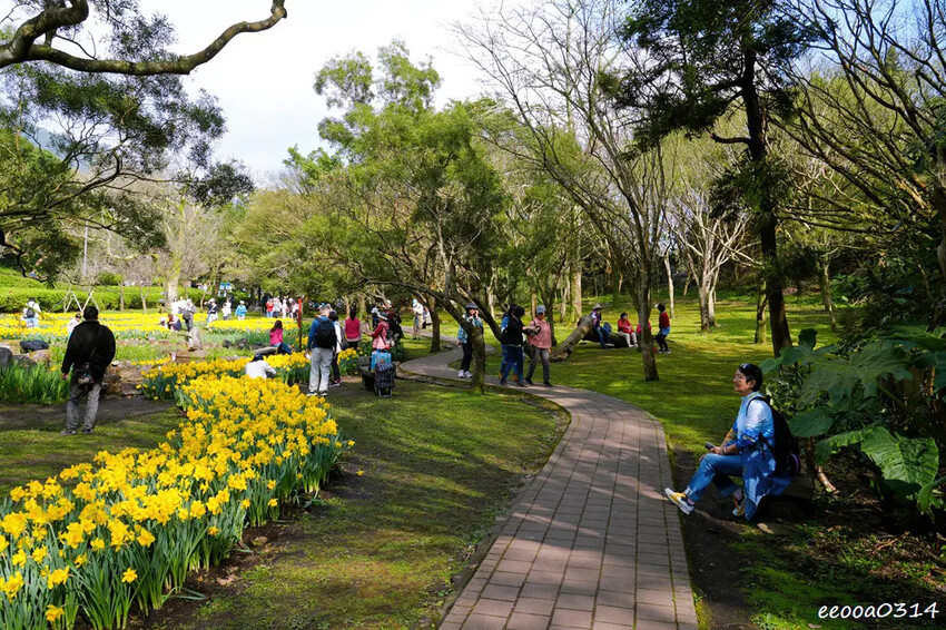 陽明山賞花，「湖山綠地」9000株水仙花齊綻放，浪漫金黃色花