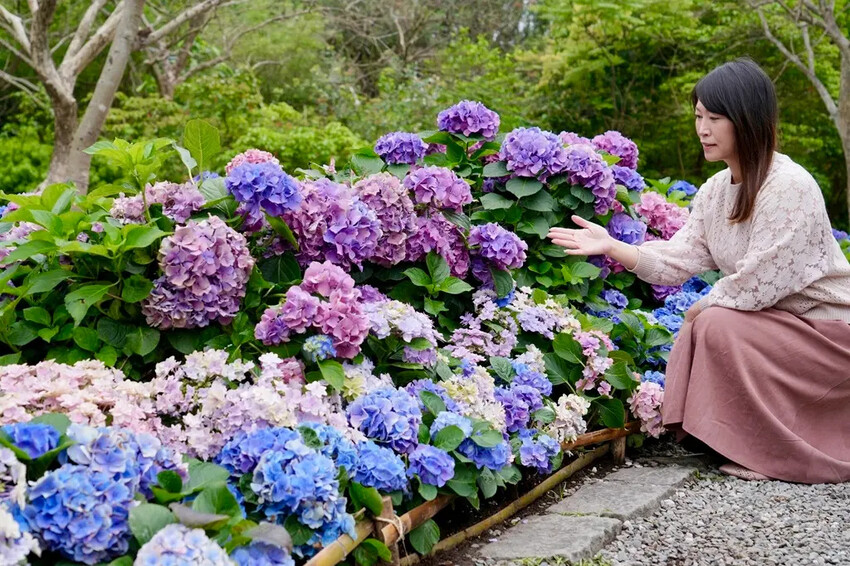 台北市區免費賞花「2025大安森公園繡球花季」，2000株繡