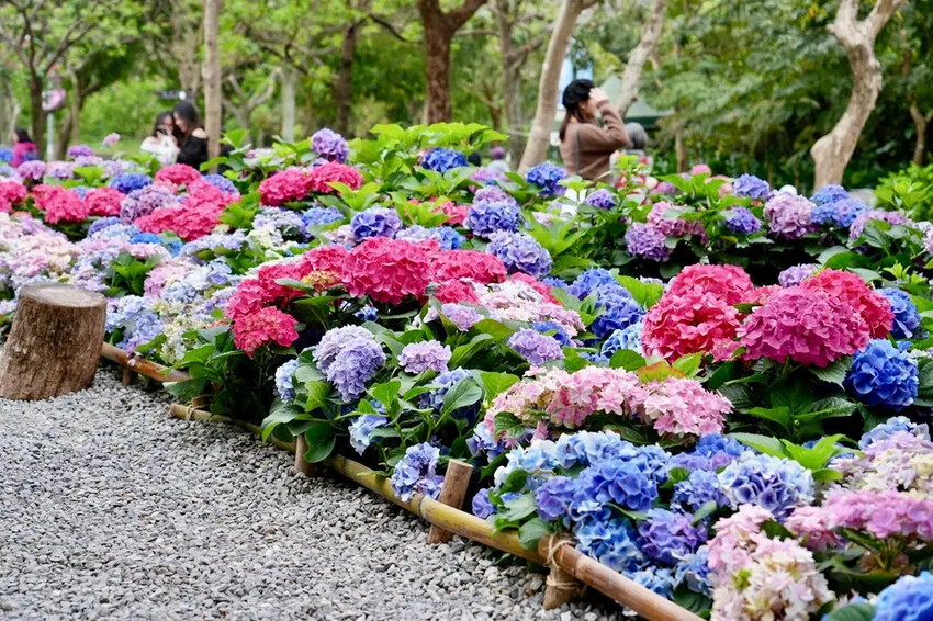台北市區免費賞花「2025大安森公園繡球花季」，2000株繡
