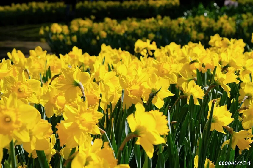 陽明山賞花，「湖山綠地」9000株水仙花齊綻放，浪漫金黃色花