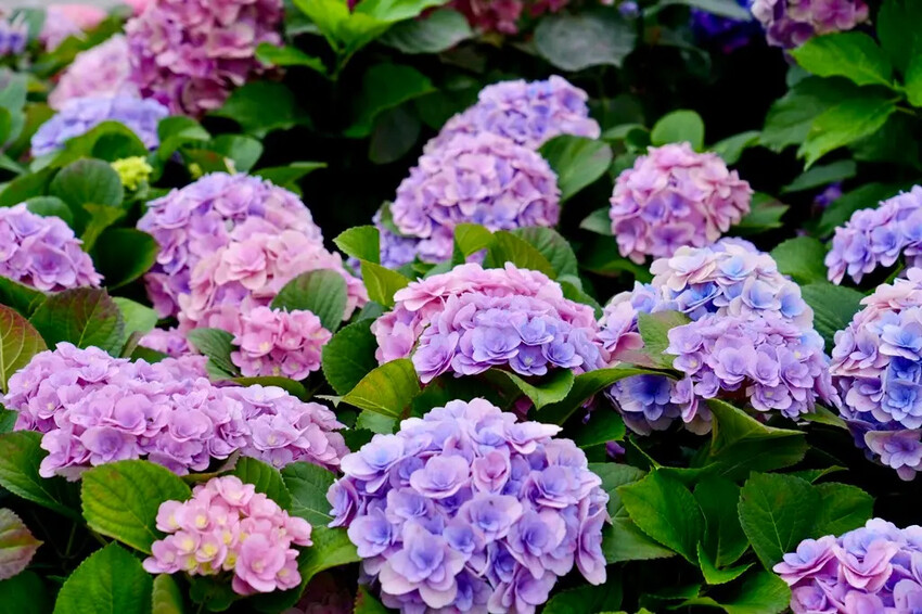 台北市區免費賞花「2025大安森公園繡球花季」，2000株繡