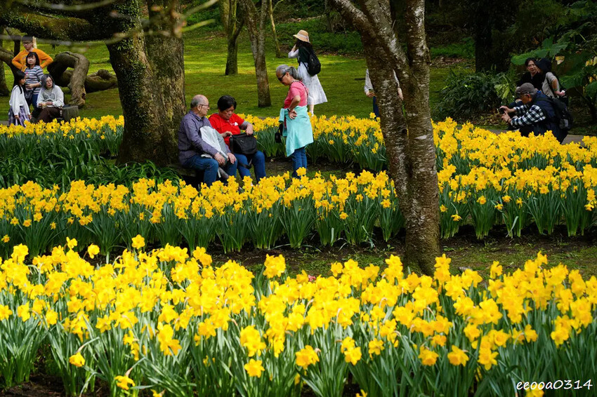 陽明山賞花，「湖山綠地」9000株水仙花齊綻放，浪漫金黃色花