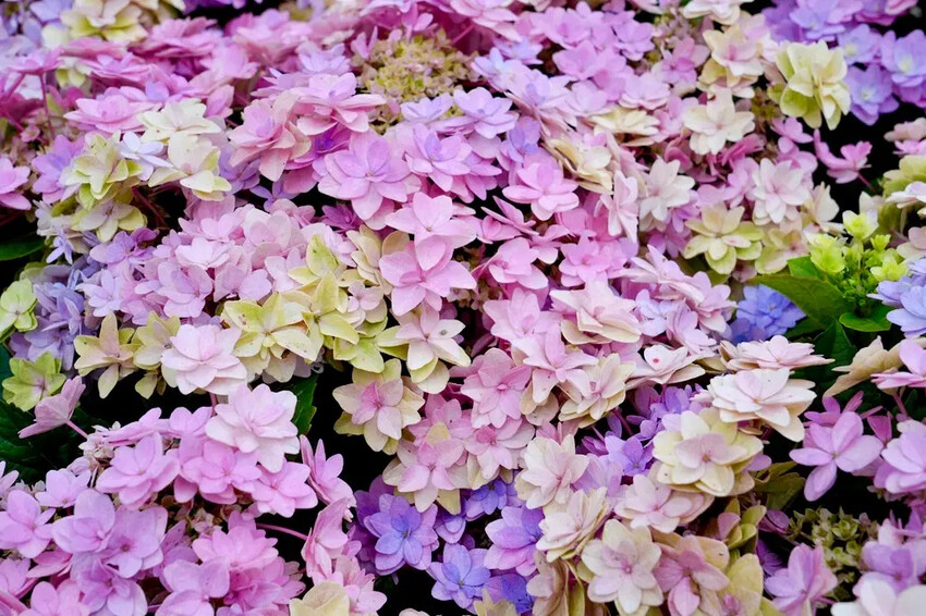 台北市區免費賞花「2025大安森公園繡球花季」，2000株繡