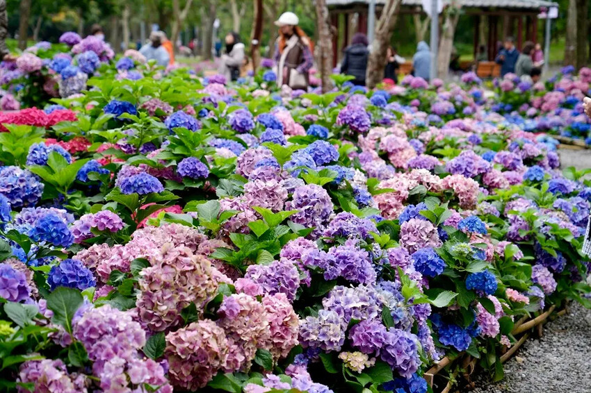 台北市區免費賞花「2025大安森公園繡球花季」，2000株繡
