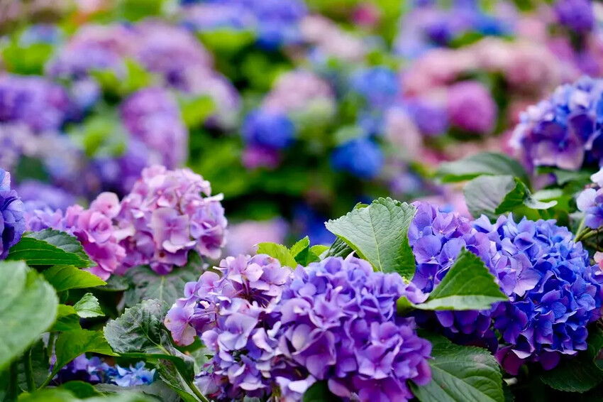 台北市區免費賞花「2025大安森公園繡球花季」，2000株繡