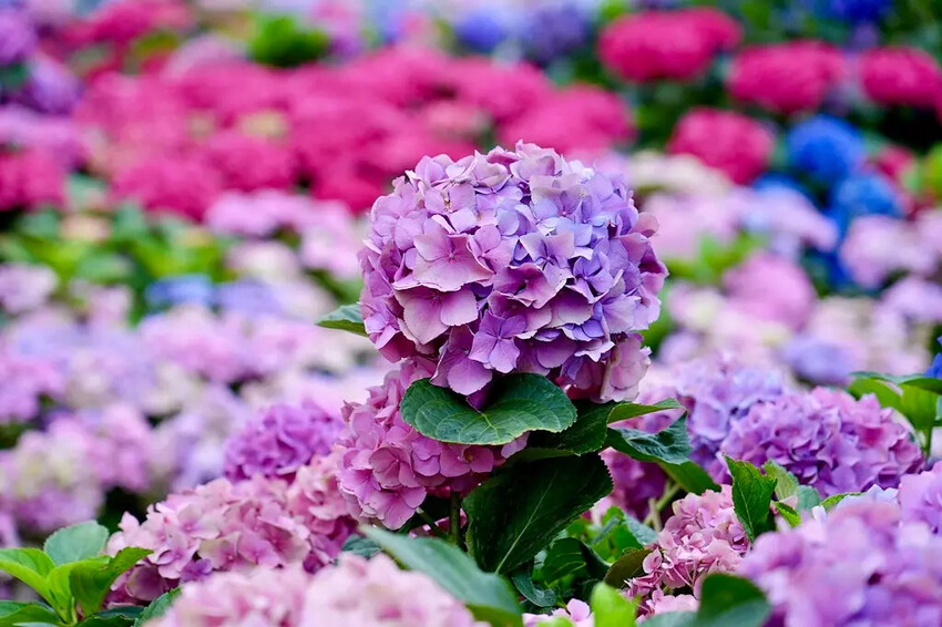 台北市區免費賞花「2025大安森公園繡球花季」，2000株繡