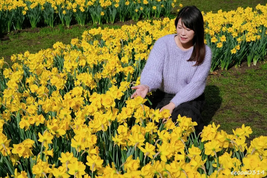 陽明山賞花，「湖山綠地」9000株水仙花齊綻放，浪漫金黃色花