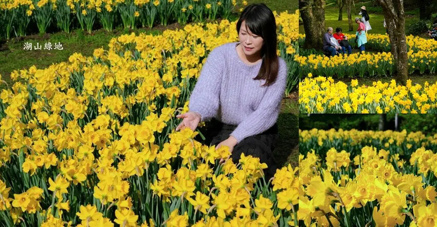 陽明山賞花，「湖山綠地」9000株水仙花齊綻放，浪漫金黃色花