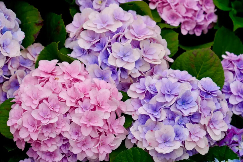 台北市區免費賞花「2025大安森公園繡球花季」，2000株繡