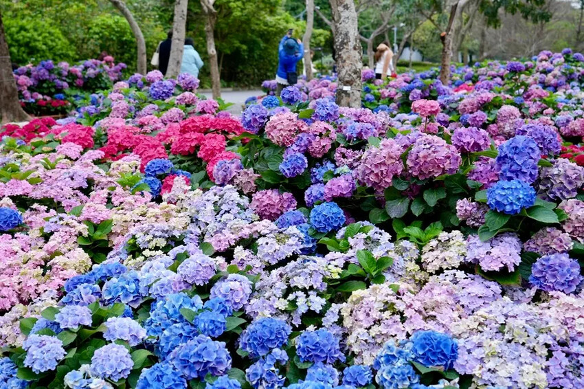 台北市區免費賞花「2025大安森公園繡球花季」，2000株繡