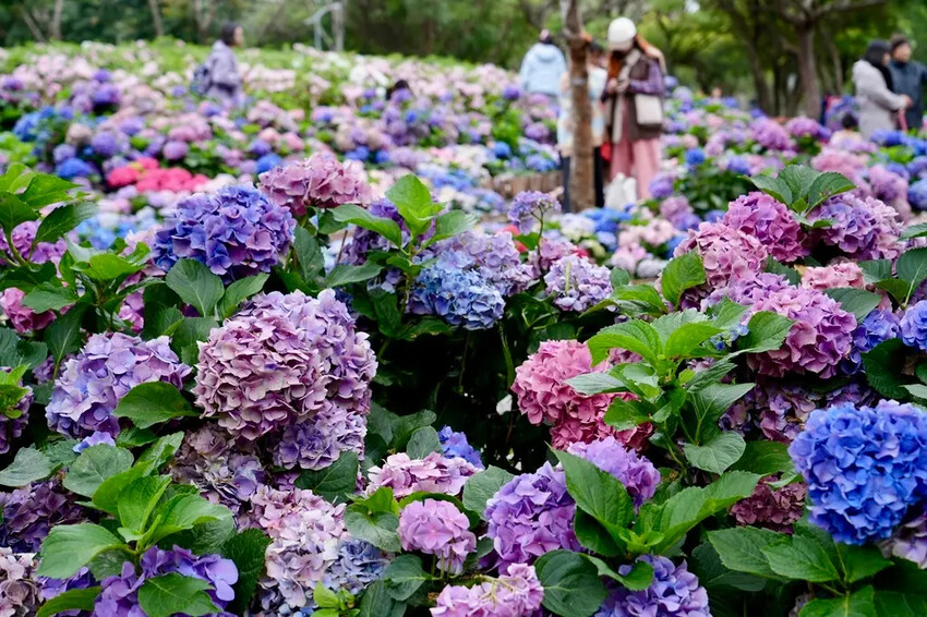 台北市區免費賞花「2025大安森公園繡球花季」，2000株繡
