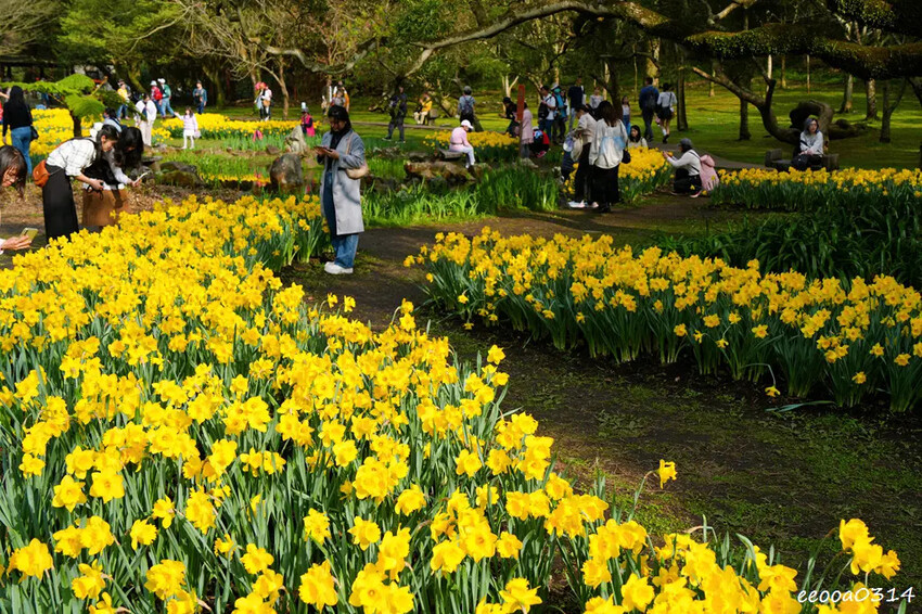 陽明山賞花，「湖山綠地」9000株水仙花齊綻放，浪漫金黃色花