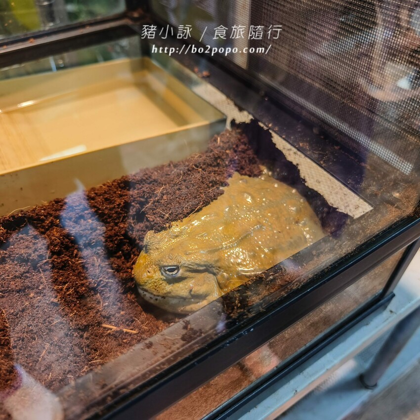 南投縣埔里鎮南投。埔里》木生昆蟲博物館。有趣的親子景點