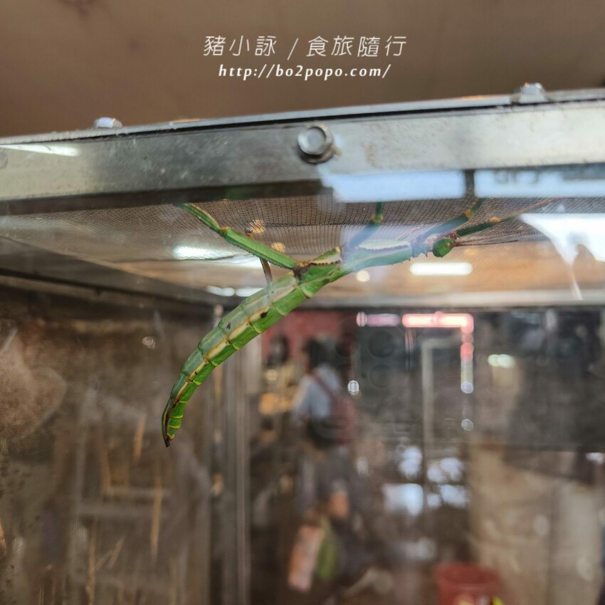 南投縣埔里鎮南投。埔里》木生昆蟲博物館。有趣的親子景點