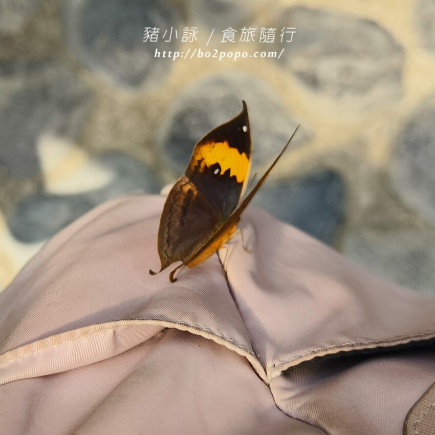 南投縣埔里鎮南投。埔里》木生昆蟲博物館。有趣的親子景點