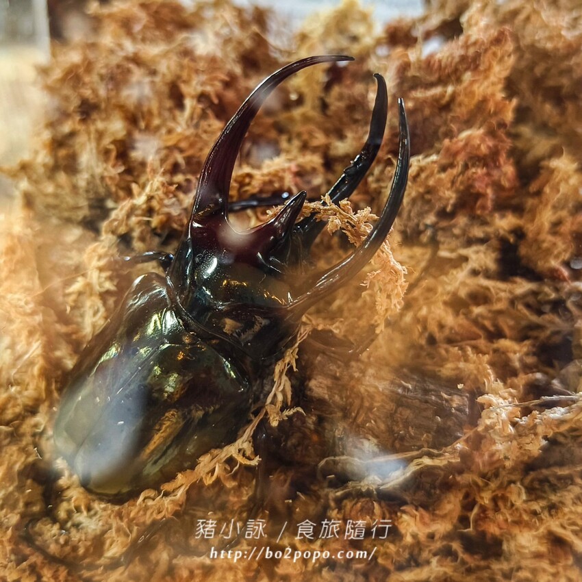 南投縣埔里鎮南投。埔里》木生昆蟲博物館。有趣的親子景點