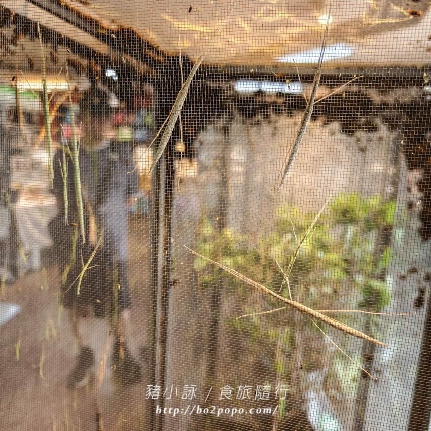 南投縣埔里鎮南投。埔里》木生昆蟲博物館。有趣的親子景點