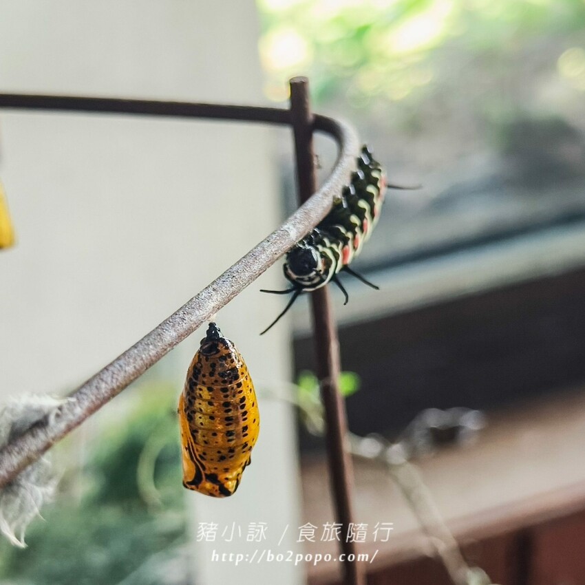南投縣埔里鎮南投。埔里》木生昆蟲博物館。有趣的親子景點
