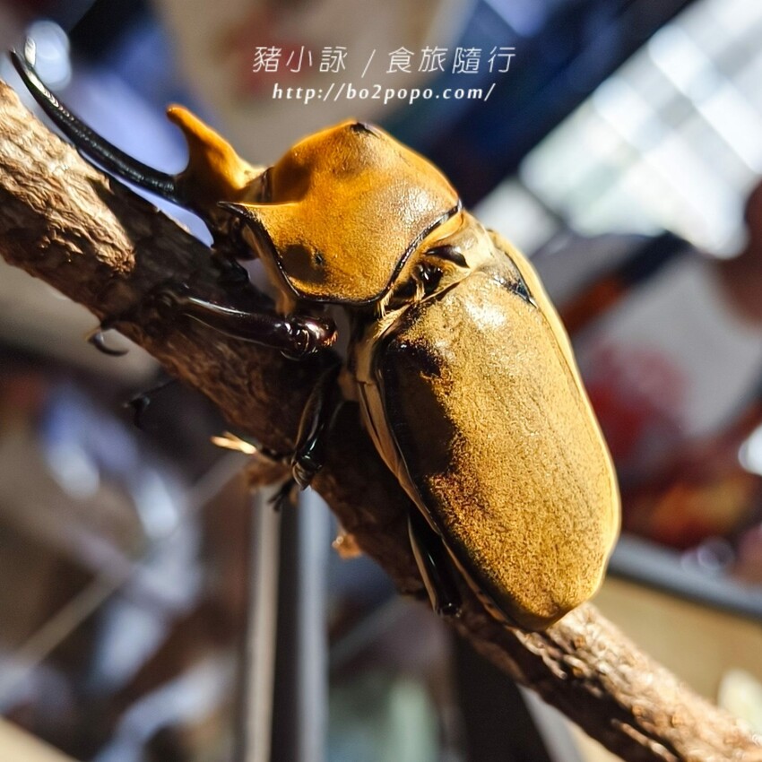 南投縣埔里鎮南投。埔里》木生昆蟲博物館。有趣的親子景點