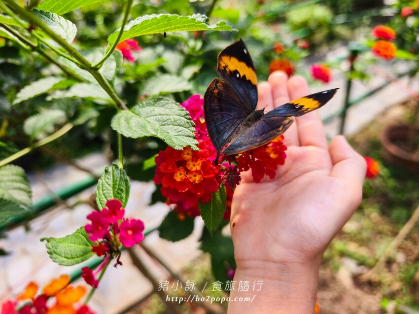 南投縣埔里鎮南投。埔里》木生昆蟲博物館。有趣的親子景點