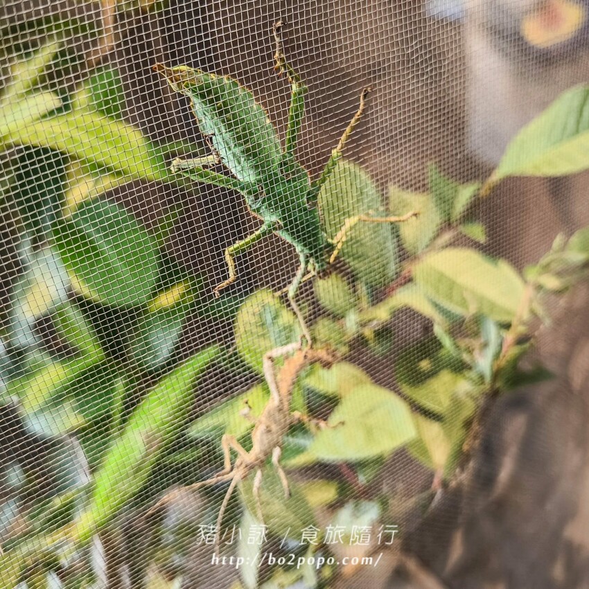 南投縣埔里鎮南投。埔里》木生昆蟲博物館。有趣的親子景點