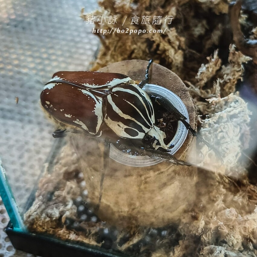 南投縣埔里鎮南投。埔里》木生昆蟲博物館。有趣的親子景點