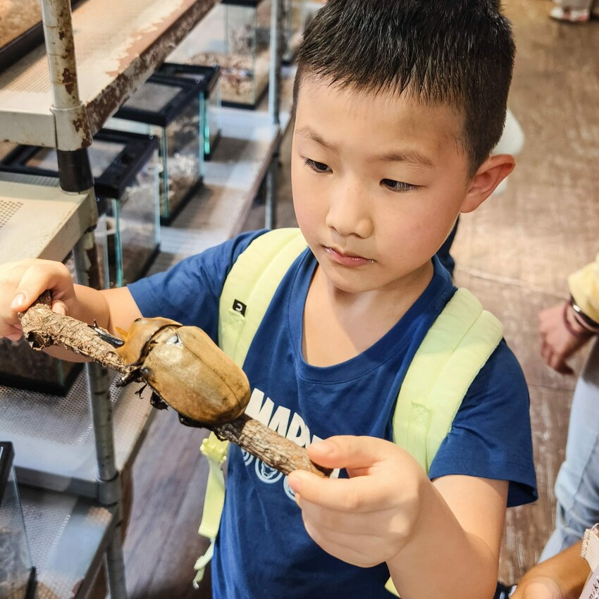南投縣埔里鎮南投。埔里》木生昆蟲博物館。有趣的親子景點