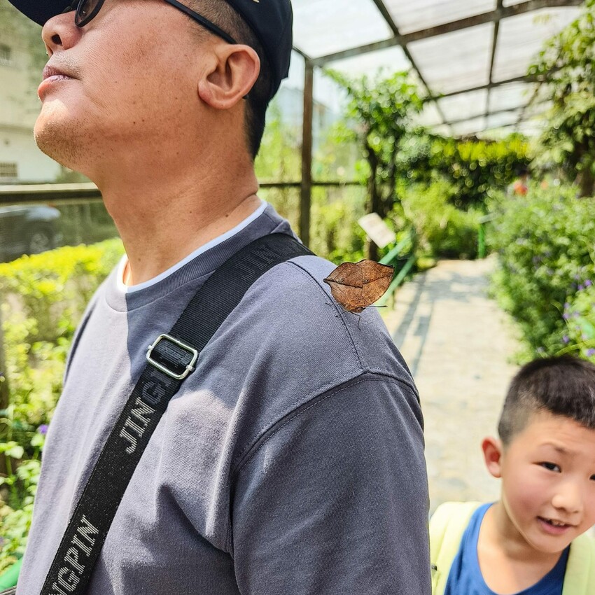 南投縣埔里鎮南投。埔里》木生昆蟲博物館。有趣的親子景點