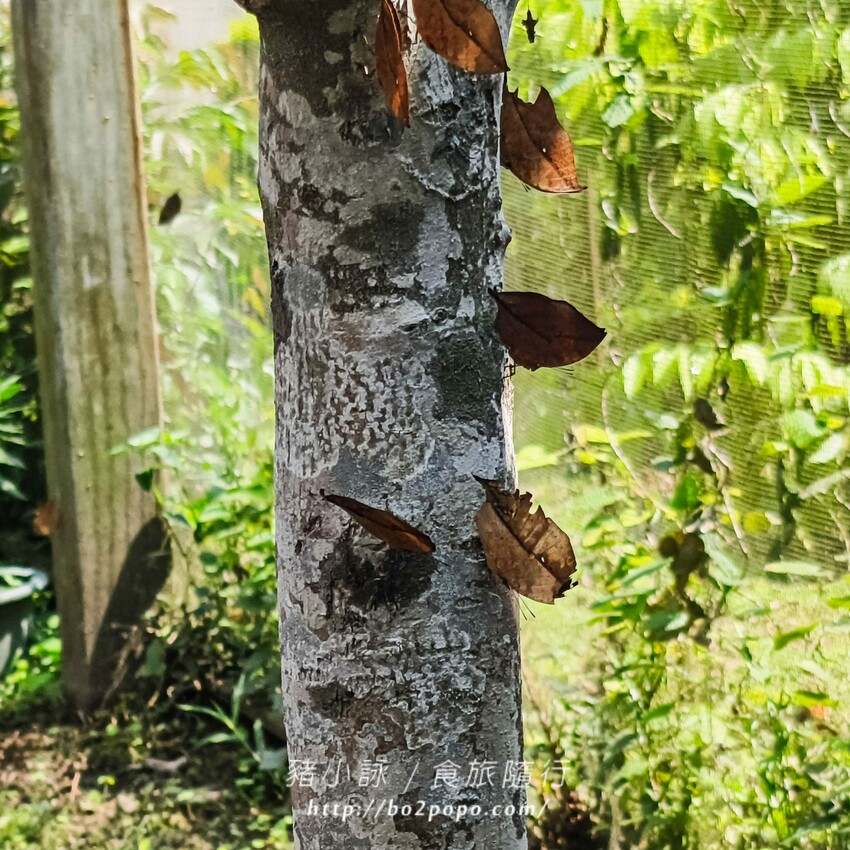 南投縣埔里鎮南投。埔里》木生昆蟲博物館。有趣的親子景點