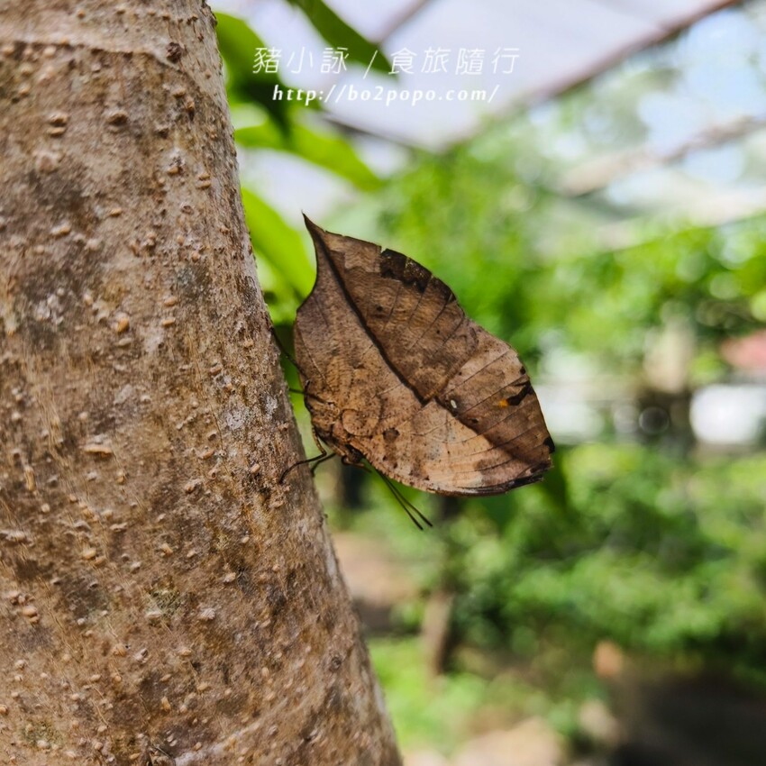 南投縣埔里鎮南投。埔里》木生昆蟲博物館。有趣的親子景點