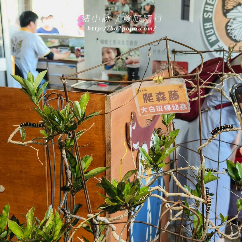 南投縣埔里鎮南投。埔里》木生昆蟲博物館。有趣的親子景點