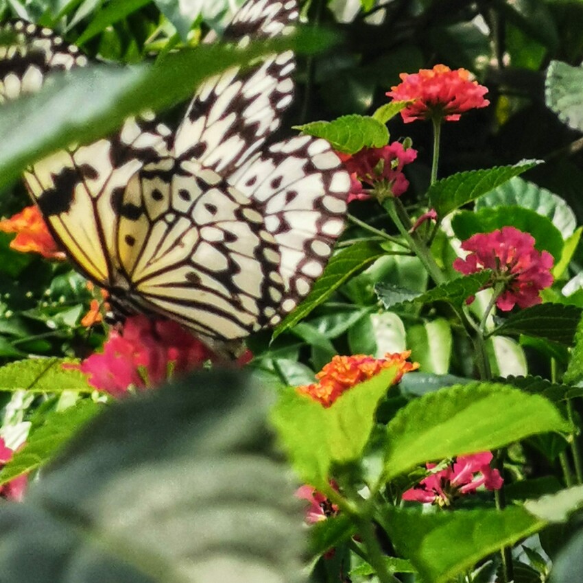 南投縣埔里鎮南投。埔里》木生昆蟲博物館。有趣的親子景點