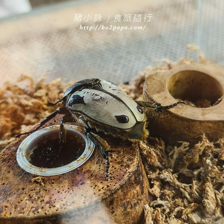 南投縣埔里鎮南投。埔里》木生昆蟲博物館。有趣的親子景點