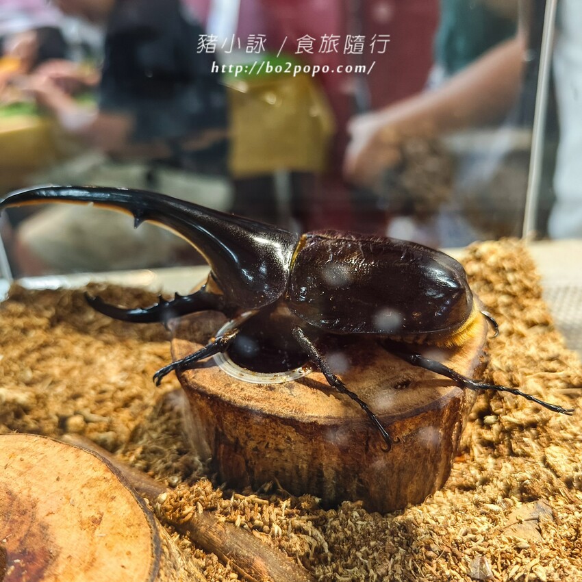 南投縣埔里鎮南投。埔里》木生昆蟲博物館。有趣的親子景點