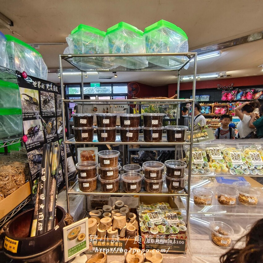 南投縣埔里鎮南投。埔里》木生昆蟲博物館。有趣的親子景點