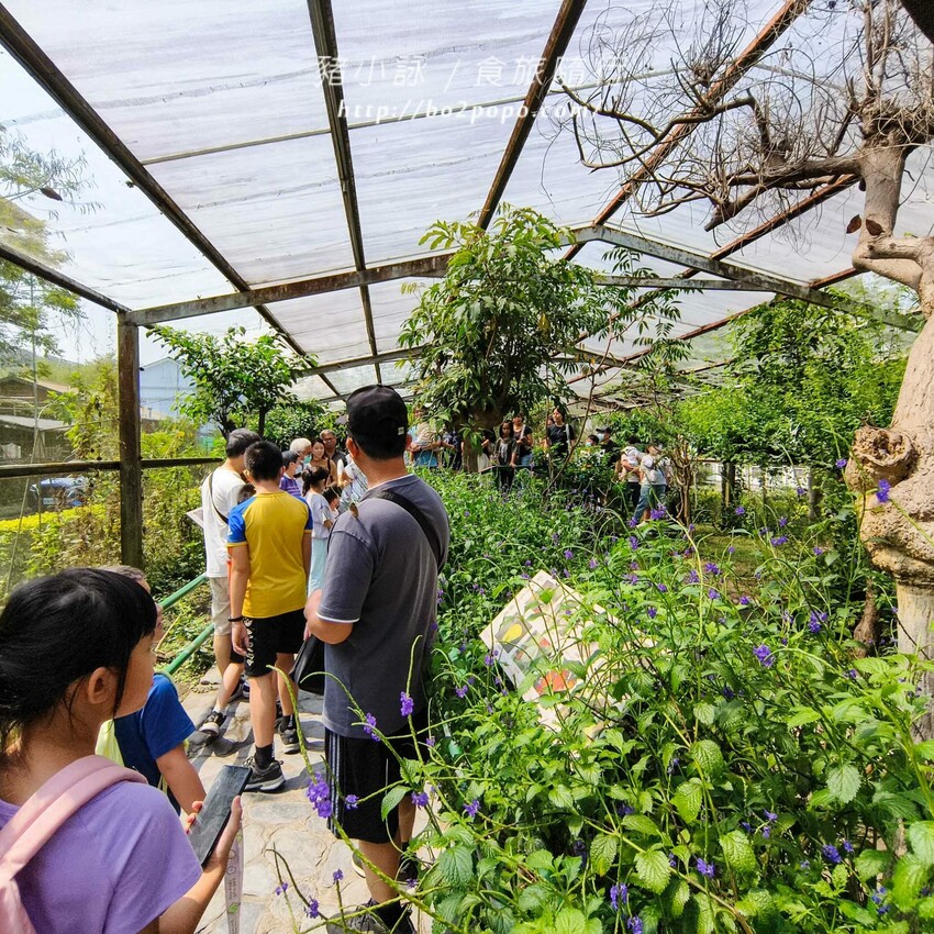 南投縣埔里鎮南投。埔里》木生昆蟲博物館。有趣的親子景點