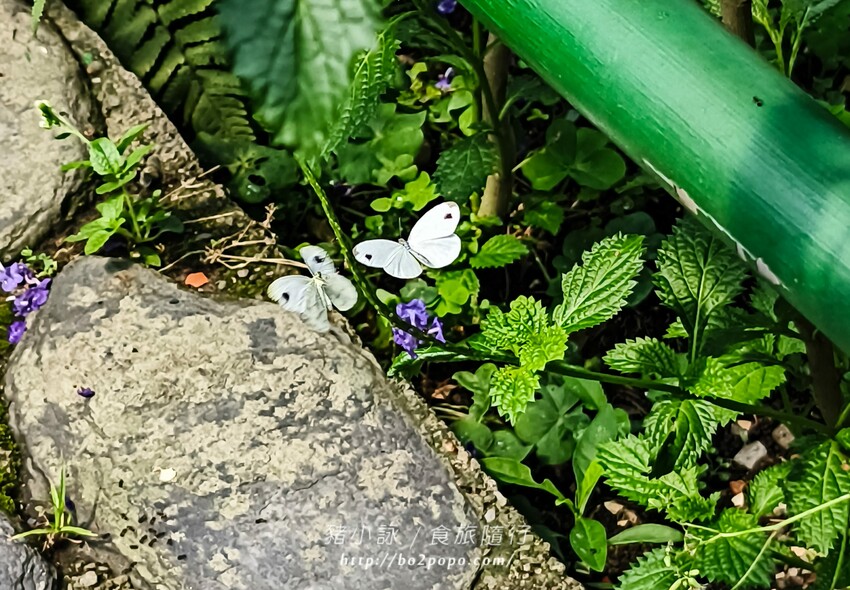 南投縣埔里鎮南投。埔里》木生昆蟲博物館。有趣的親子景點