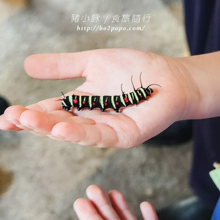 南投縣埔里鎮南投。埔里》木生昆蟲博物館。有趣的親子景點