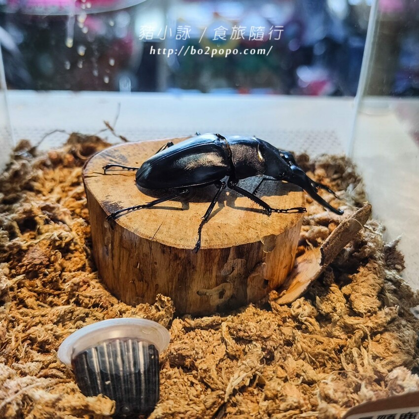 南投縣埔里鎮南投。埔里》木生昆蟲博物館。有趣的親子景點