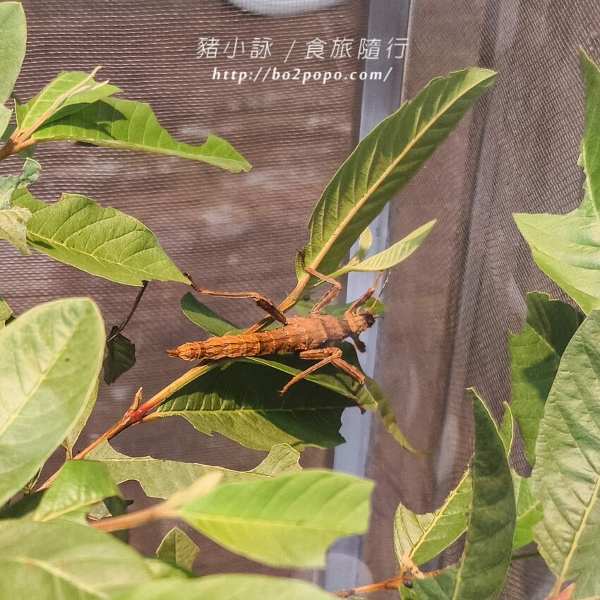 南投縣埔里鎮南投。埔里》木生昆蟲博物館。有趣的親子景點