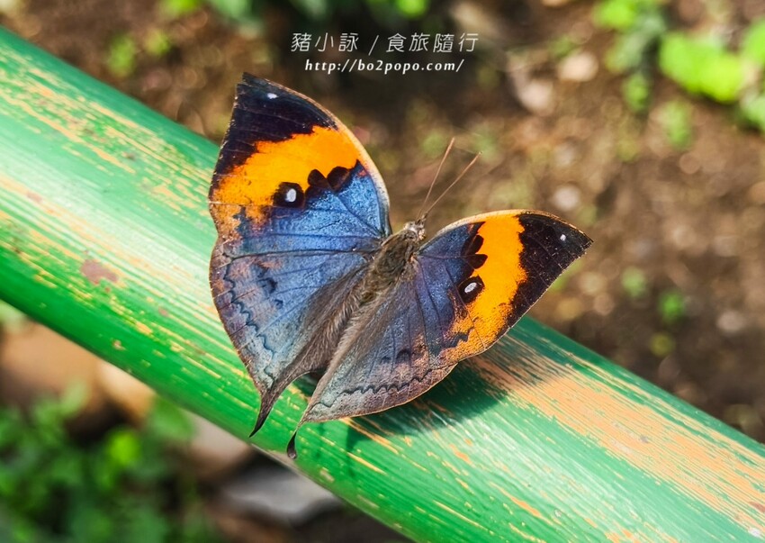 南投縣埔里鎮南投。埔里》木生昆蟲博物館。有趣的親子景點