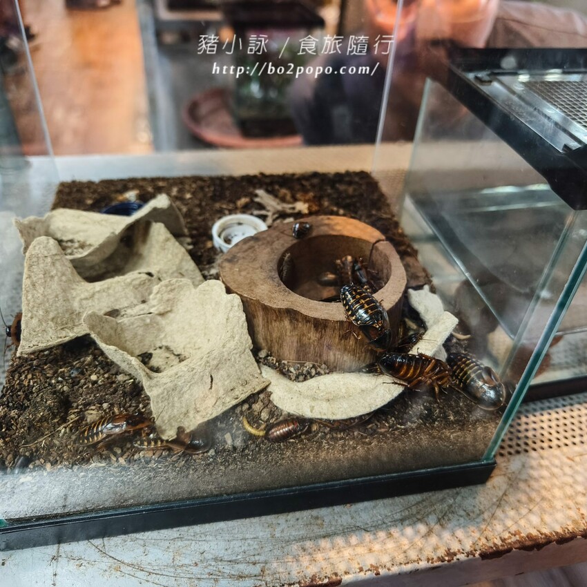 南投縣埔里鎮南投。埔里》木生昆蟲博物館。有趣的親子景點